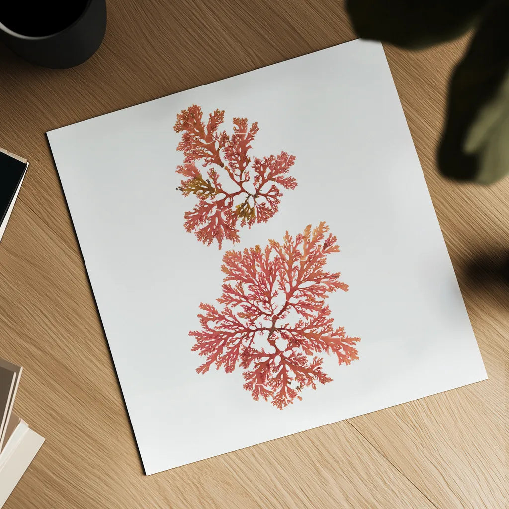 Pacific Sea Mosses VIII White Sq by Wild Apple Portfolio. Shown as a detailed flat fine art print, highlighting archival giclee quality. Available as an archival giclee rolled canvas, fine art paper, or poster print. SKU 51611a.