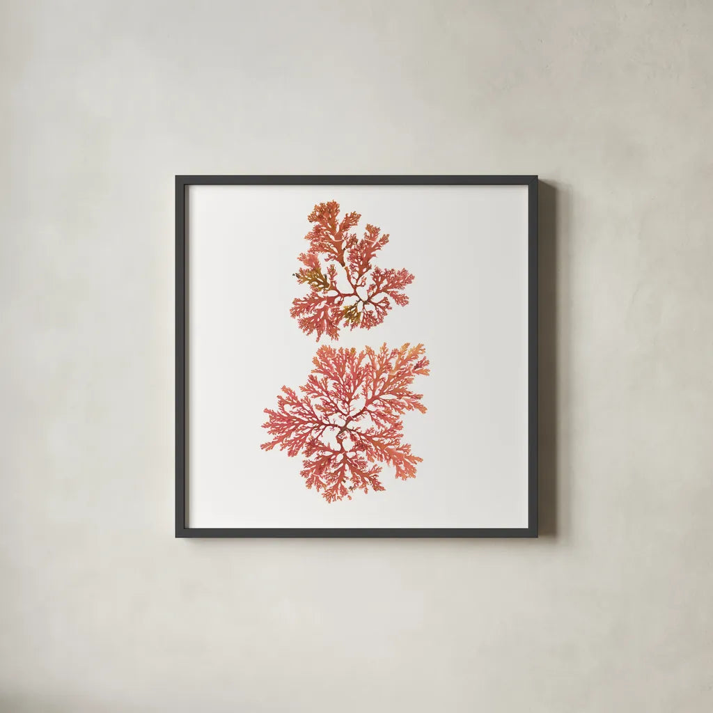 Pacific Sea Mosses VIII White Sq by Wild Apple Portfolio. Shown in a sleek black glass frame for a contemporary gallery look. Available as an archival giclee rolled canvas, fine art paper, or poster print. SKU 51611a.