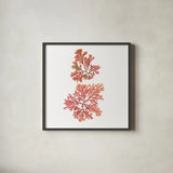 Pacific Sea Mosses VIII White Sq by Wild Apple Portfolio. Shown in a sleek black glass frame for a contemporary gallery look. Available as an archival giclee rolled canvas, fine art paper, or poster print. SKU 51611a.