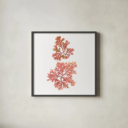 Pacific Sea Mosses VIII White Sq by Wild Apple Portfolio. Shown in a sleek black glass frame for a contemporary gallery look. Available as an archival giclee rolled canvas, fine art paper, or poster print. SKU 51611a.