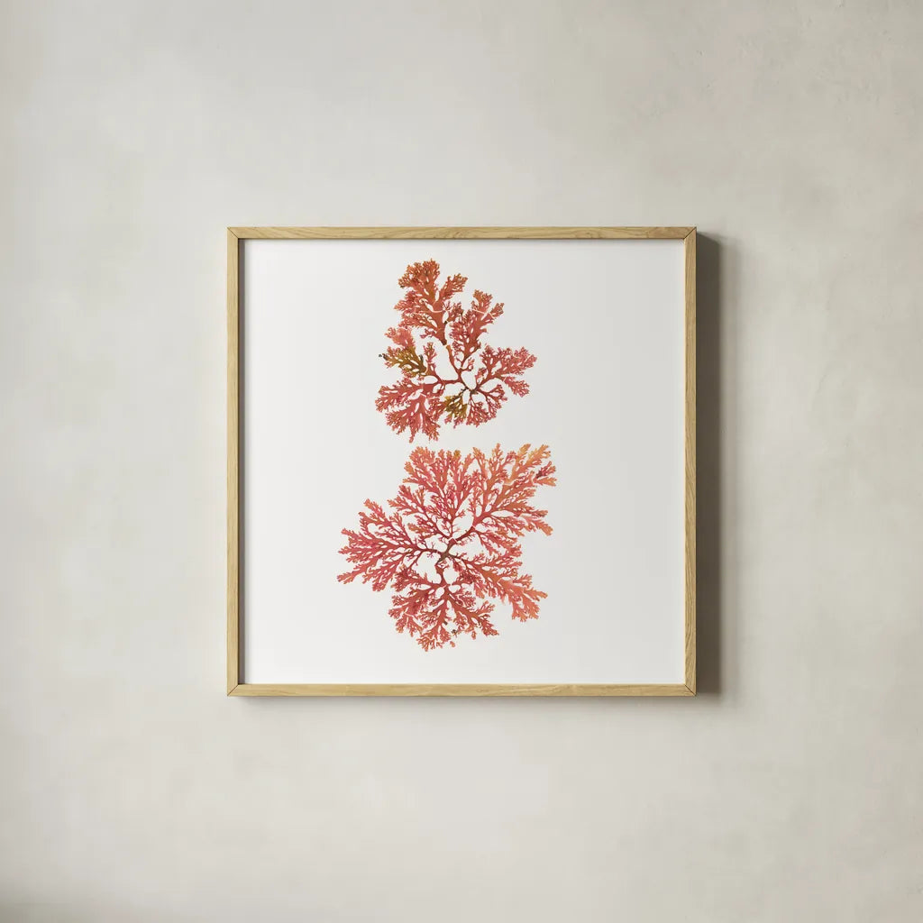 Pacific Sea Mosses VIII White Sq by Wild Apple Portfolio. Shown in a natural wood glass frame for a timeless modern aesthetic. Available as an archival giclee rolled canvas, fine art paper, or poster print. SKU 51611a.