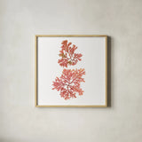 Pacific Sea Mosses VIII White Sq by Wild Apple Portfolio. Shown in a natural wood glass frame for a timeless modern aesthetic. Available as an archival giclee rolled canvas, fine art paper, or poster print. SKU 51611a.