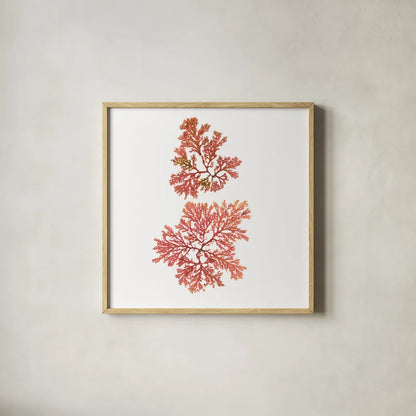 Pacific Sea Mosses VIII White Sq by Wild Apple Portfolio. Shown in a natural wood glass frame for a timeless modern aesthetic. Available as an archival giclee rolled canvas, fine art paper, or poster print. SKU 51611a.