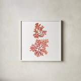 Pacific Sea Mosses VIII White Sq by Wild Apple Portfolio. Shown in a crisp white glass frame for a clean and minimalist style. Available as an archival giclee rolled canvas, fine art paper, or poster print. SKU 51611a.