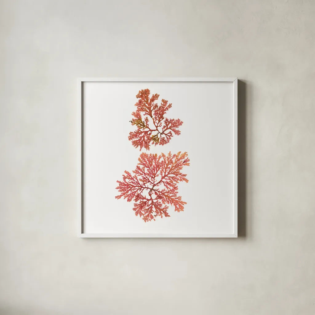 Pacific Sea Mosses VIII White Sq by Wild Apple Portfolio. Shown in a crisp white glass frame for a clean and minimalist style. Available as an archival giclee rolled canvas, fine art paper, or poster print. SKU 51611a.