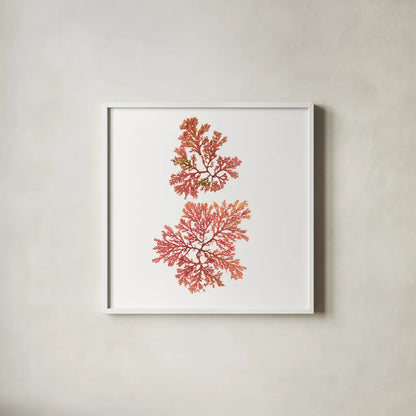 Pacific Sea Mosses VIII White Sq by Wild Apple Portfolio. Shown in a crisp white glass frame for a clean and minimalist style. Available as an archival giclee rolled canvas, fine art paper, or poster print. SKU 51611a.