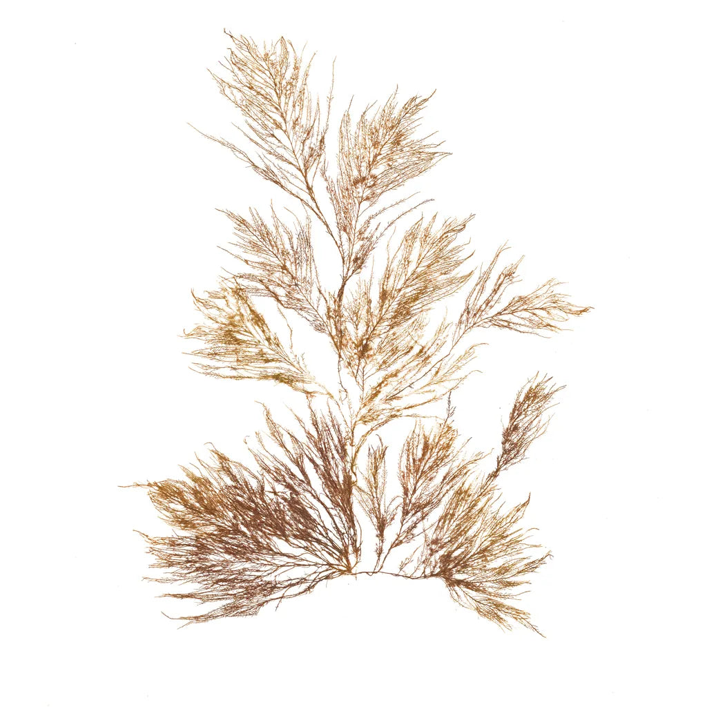 Pacific Sea Mosses X White Sq by Wild Apple Portfolio. SKU 51612a. Archival Giclee Fine art print for wall decor.