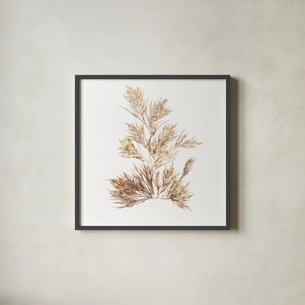 Pacific Sea Mosses X White Sq by Wild Apple Portfolio. Shown in a sleek black glass frame for a contemporary gallery look. Available as an archival giclee rolled canvas, fine art paper, or poster print. SKU 51612a.