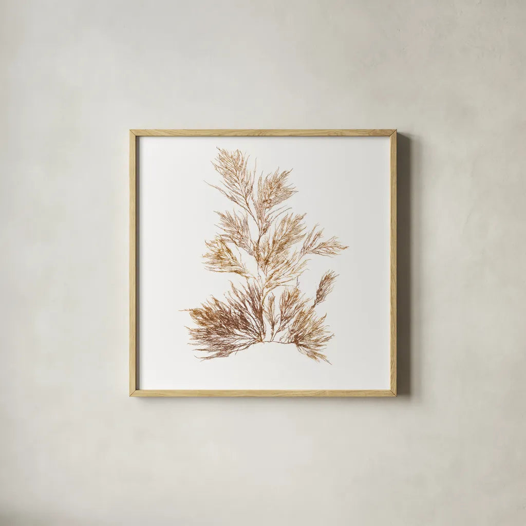 Pacific Sea Mosses X White Sq by Wild Apple Portfolio. Shown in a natural wood glass frame for a timeless modern aesthetic. Available as an archival giclee rolled canvas, fine art paper, or poster print. SKU 51612a.