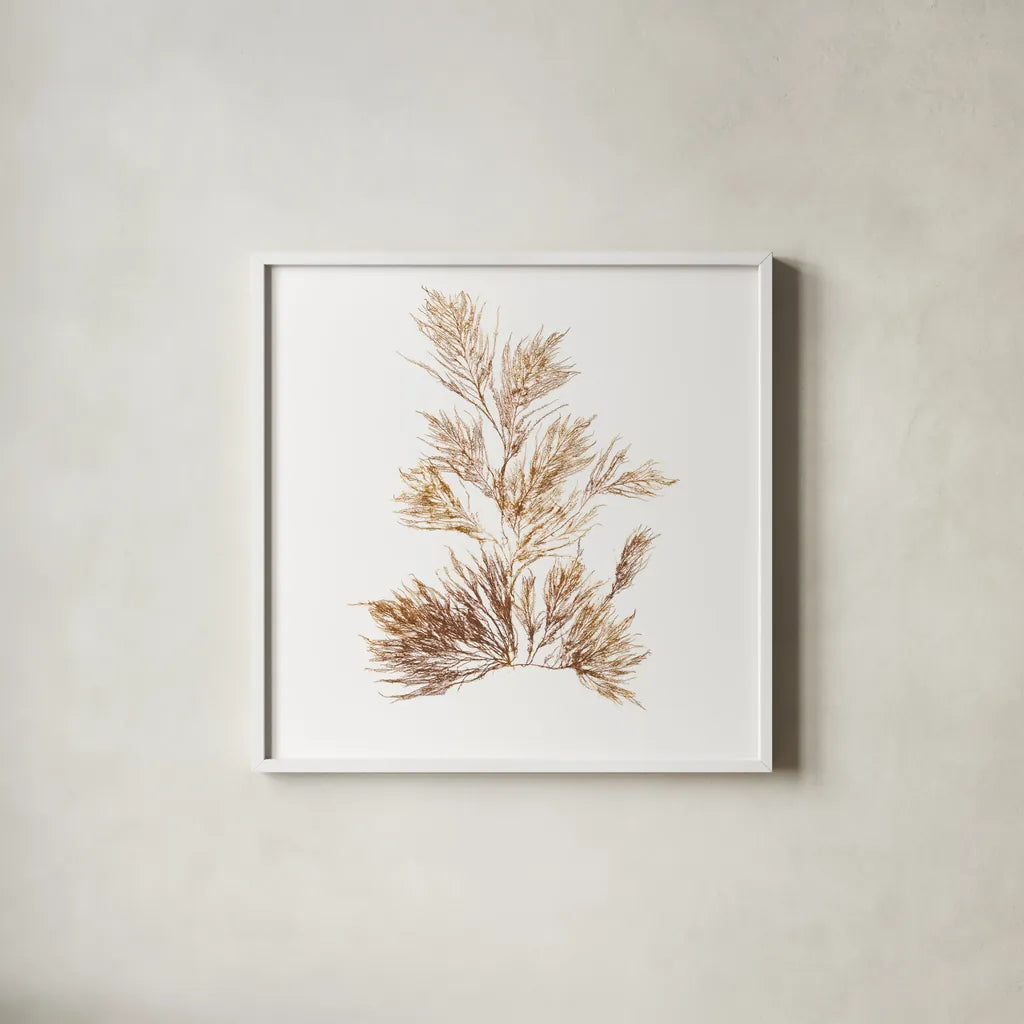 Pacific Sea Mosses X White Sq by Wild Apple Portfolio. Shown in a crisp white glass frame for a clean and minimalist style. Available as an archival giclee rolled canvas, fine art paper, or poster print. SKU 51612a.