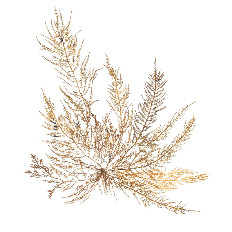 Pacific Sea Mosses XII White Sq by Wild Apple Portfolio. SKU 51613a. Archival Giclee Fine art print for wall decor.