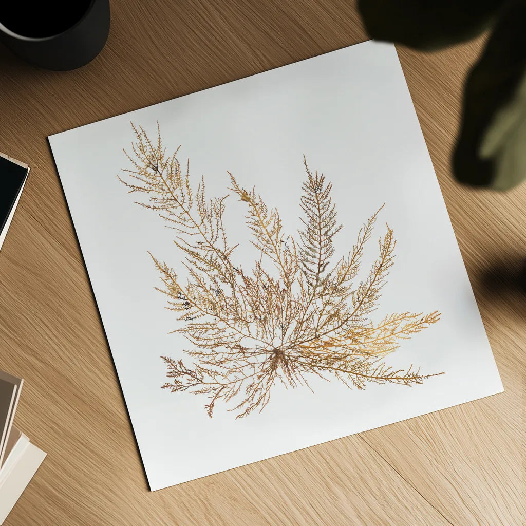 Pacific Sea Mosses XII White Sq by Wild Apple Portfolio. Shown as a detailed flat fine art print, highlighting archival giclee quality. Available as an archival giclee rolled canvas, fine art paper, or poster print. SKU 51613a.