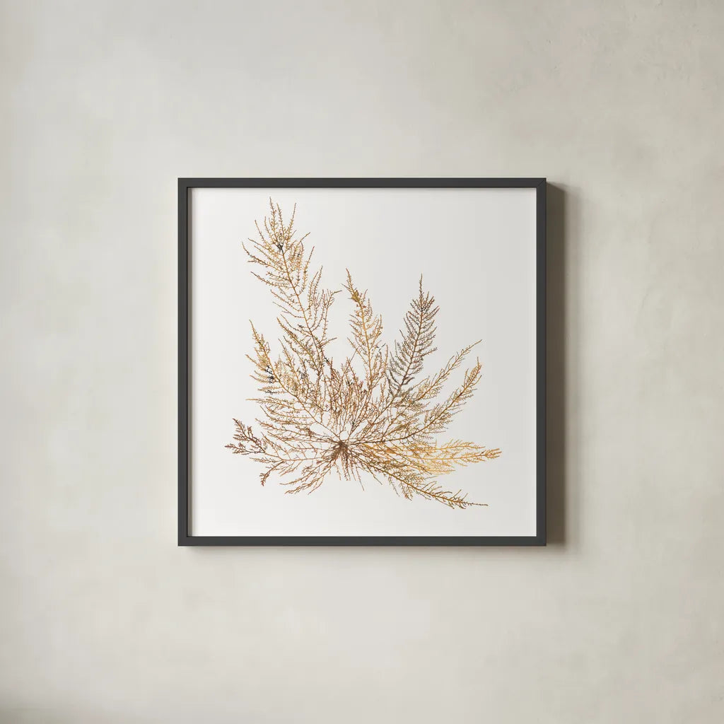 Pacific Sea Mosses XII White Sq by Wild Apple Portfolio. Shown in a sleek black glass frame for a contemporary gallery look. Available as an archival giclee rolled canvas, fine art paper, or poster print. SKU 51613a.