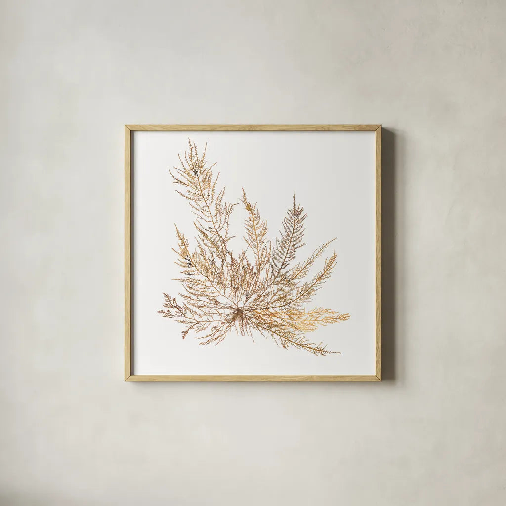 Pacific Sea Mosses XII White Sq by Wild Apple Portfolio. Shown in a natural wood glass frame for a timeless modern aesthetic. Available as an archival giclee rolled canvas, fine art paper, or poster print. SKU 51613a.