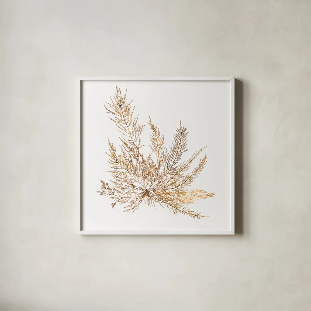 Pacific Sea Mosses XII White Sq by Wild Apple Portfolio. Shown in a crisp white glass frame for a clean and minimalist style. Available as an archival giclee rolled canvas, fine art paper, or poster print. SKU 51613a.