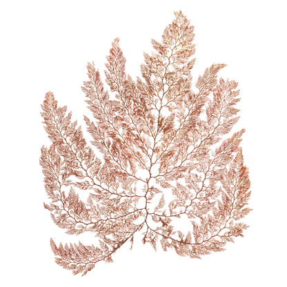 Pacific Sea Mosses XIV White Sq by Wild Apple Portfolio. SKU 51614a. Archival Giclee Fine art print for wall decor.