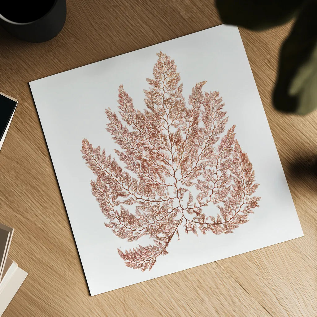 Pacific Sea Mosses XIV White Sq by Wild Apple Portfolio. Shown as a detailed flat fine art print, highlighting archival giclee quality. Available as an archival giclee rolled canvas, fine art paper, or poster print. SKU 51614a.