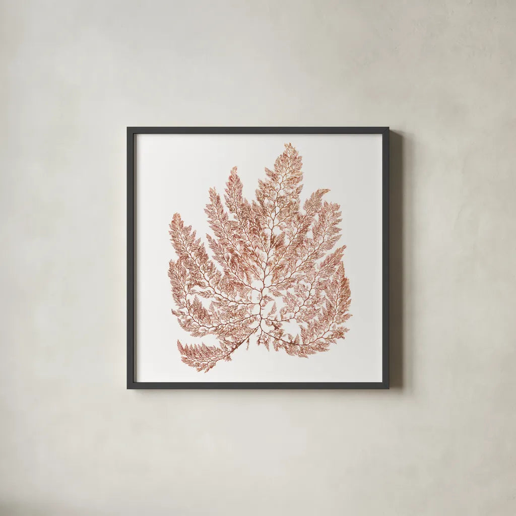 Pacific Sea Mosses XIV White Sq by Wild Apple Portfolio. Shown in a sleek black glass frame for a contemporary gallery look. Available as an archival giclee rolled canvas, fine art paper, or poster print. SKU 51614a.