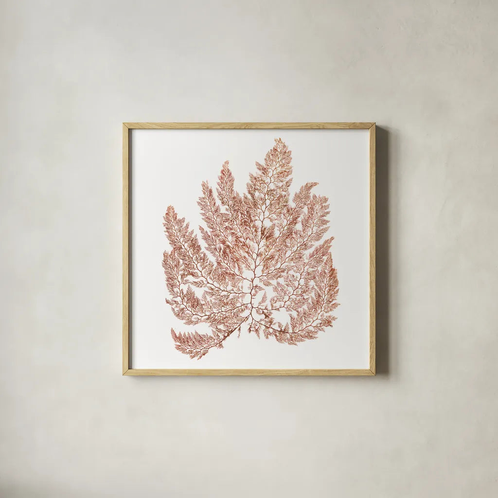 Pacific Sea Mosses XIV White Sq by Wild Apple Portfolio. Shown in a natural wood glass frame for a timeless modern aesthetic. Available as an archival giclee rolled canvas, fine art paper, or poster print. SKU 51614a.