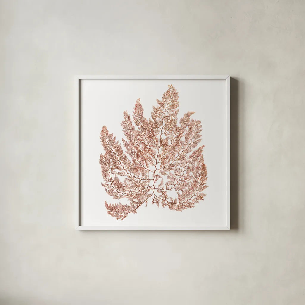 Pacific Sea Mosses XIV White Sq by Wild Apple Portfolio. Shown in a crisp white glass frame for a clean and minimalist style. Available as an archival giclee rolled canvas, fine art paper, or poster print. SKU 51614a.