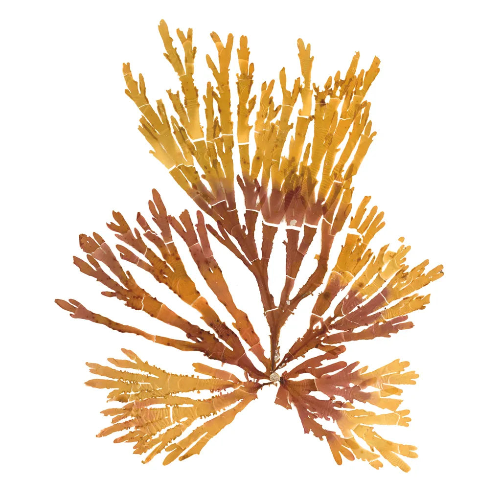 Pacific Sea Mosses XIX White Sq by Wild Apple Portfolio. SKU 51617a. Archival Giclee Fine art print for wall decor.