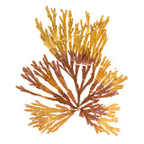 Pacific Sea Mosses XIX White Sq by Wild Apple Portfolio. SKU 51617a. Archival Giclee Fine art print for wall decor.