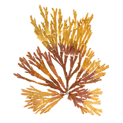 Pacific Sea Mosses XIX White Sq by Wild Apple Portfolio. SKU 51617a. Archival Giclee Fine art print for wall decor.