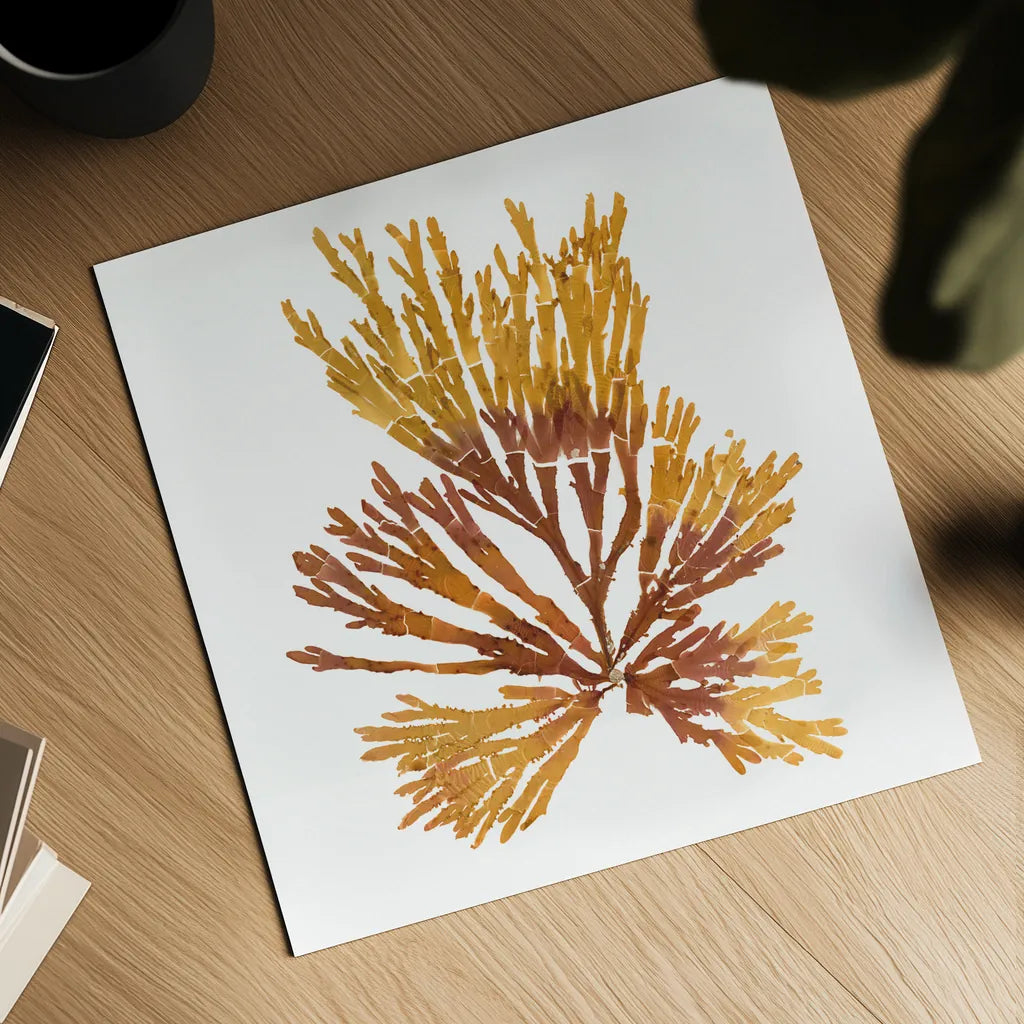 Pacific Sea Mosses XIX White Sq by Wild Apple Portfolio. Shown as a detailed flat fine art print, highlighting archival giclee quality. Available as an archival giclee rolled canvas, fine art paper, or poster print. SKU 51617a.