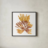 Pacific Sea Mosses XIX White Sq by Wild Apple Portfolio. Shown in a sleek black glass frame for a contemporary gallery look. Available as an archival giclee rolled canvas, fine art paper, or poster print. SKU 51617a.