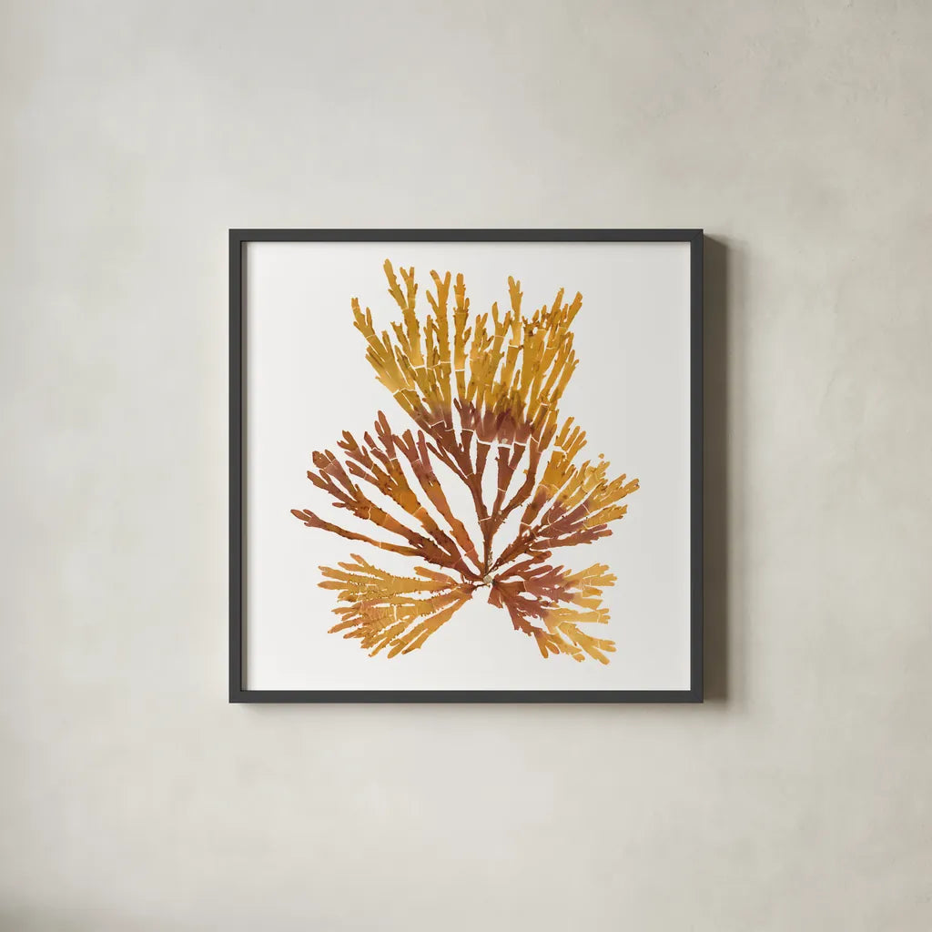 Pacific Sea Mosses XIX White Sq by Wild Apple Portfolio. Shown in a sleek black glass frame for a contemporary gallery look. Available as an archival giclee rolled canvas, fine art paper, or poster print. SKU 51617a.
