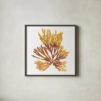 Pacific Sea Mosses XIX White Sq by Wild Apple Portfolio. Shown in a sleek black glass frame for a contemporary gallery look. Available as an archival giclee rolled canvas, fine art paper, or poster print. SKU 51617a.