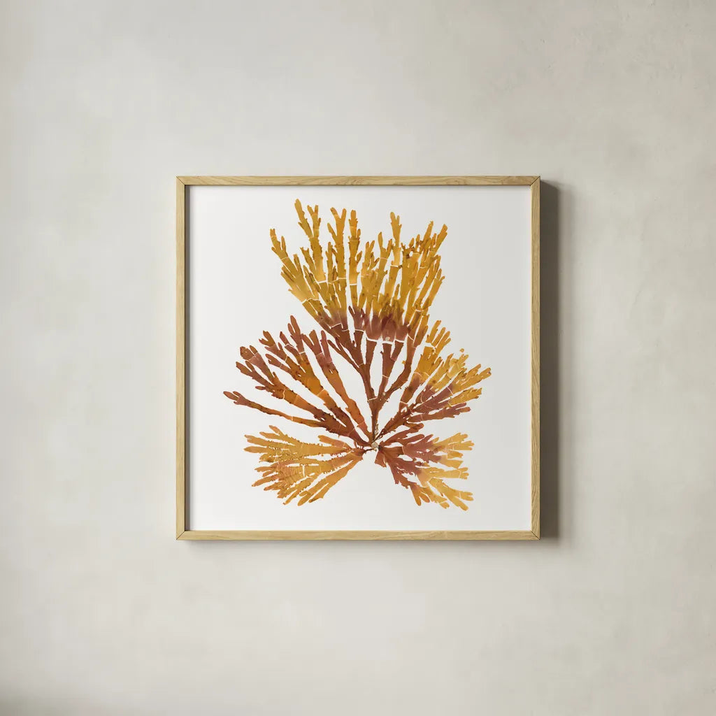 Pacific Sea Mosses XIX White Sq by Wild Apple Portfolio. Shown in a natural wood glass frame for a timeless modern aesthetic. Available as an archival giclee rolled canvas, fine art paper, or poster print. SKU 51617a.