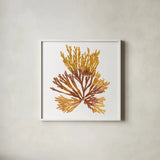 Pacific Sea Mosses XIX White Sq by Wild Apple Portfolio. Shown in a crisp white glass frame for a clean and minimalist style. Available as an archival giclee rolled canvas, fine art paper, or poster print. SKU 51617a.