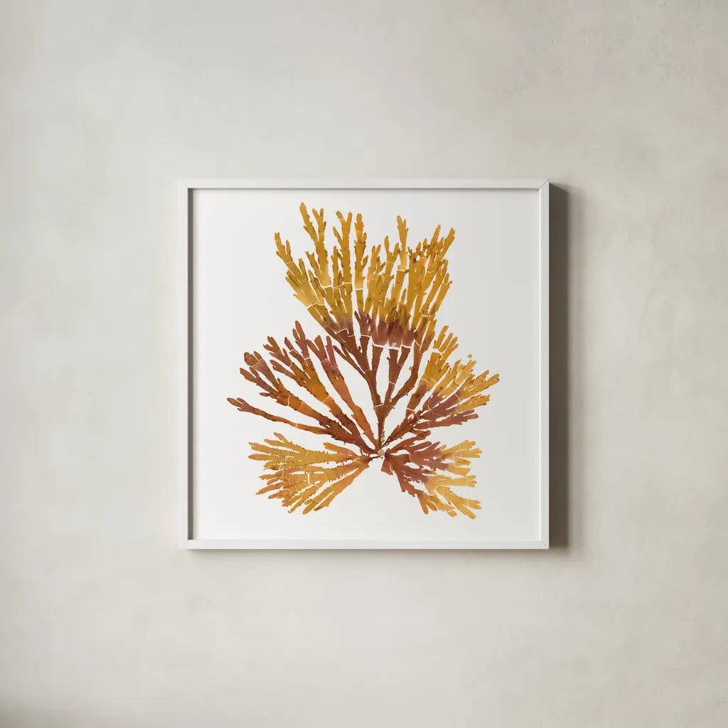 Pacific Sea Mosses XIX White Sq by Wild Apple Portfolio. Shown in a crisp white glass frame for a clean and minimalist style. Available as an archival giclee rolled canvas, fine art paper, or poster print. SKU 51617a.
