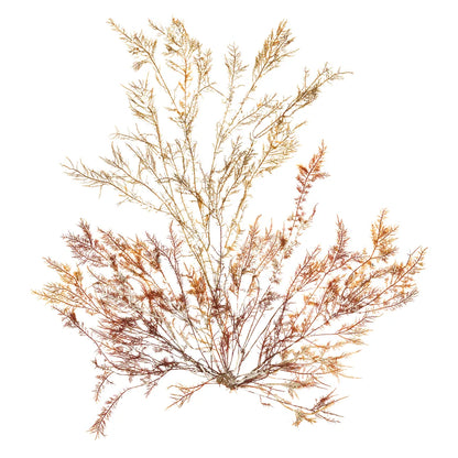 Pacific Sea Mosses XV White Sq by Wild Apple Portfolio. SKU 51615a. Archival Giclee Fine art print for wall decor.