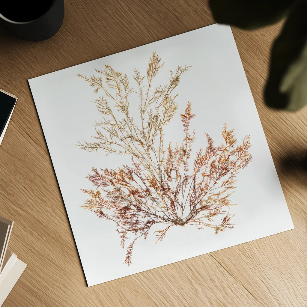 Pacific Sea Mosses XV White Sq by Wild Apple Portfolio. Shown as a detailed flat fine art print, highlighting archival giclee quality. Available as an archival giclee rolled canvas, fine art paper, or poster print. SKU 51615a.