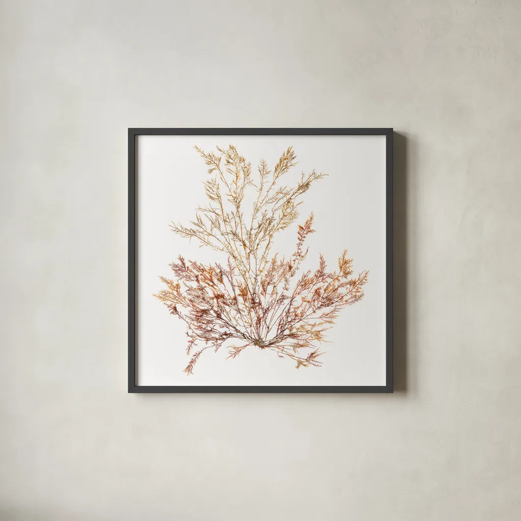 Pacific Sea Mosses XV White Sq by Wild Apple Portfolio. Shown in a sleek black glass frame for a contemporary gallery look. Available as an archival giclee rolled canvas, fine art paper, or poster print. SKU 51615a.