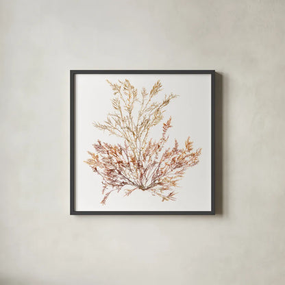 Pacific Sea Mosses XV White Sq by Wild Apple Portfolio. Shown in a sleek black glass frame for a contemporary gallery look. Available as an archival giclee rolled canvas, fine art paper, or poster print. SKU 51615a.