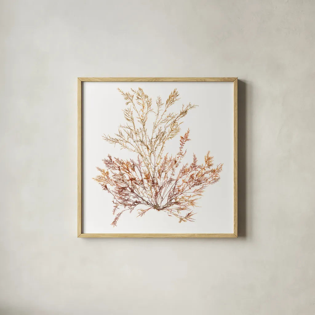 Pacific Sea Mosses XV White Sq by Wild Apple Portfolio. Shown in a natural wood glass frame for a timeless modern aesthetic. Available as an archival giclee rolled canvas, fine art paper, or poster print. SKU 51615a.