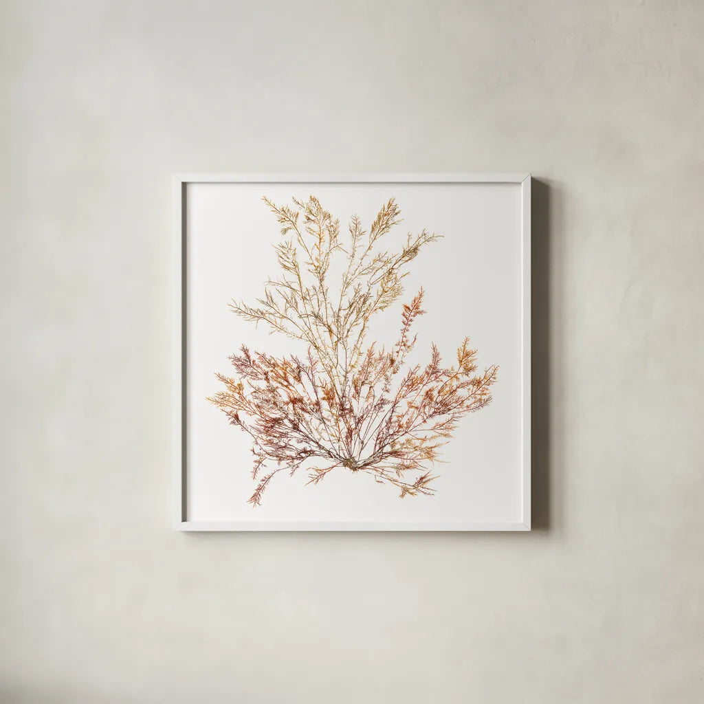 Pacific Sea Mosses XV White Sq by Wild Apple Portfolio. Shown in a crisp white glass frame for a clean and minimalist style. Available as an archival giclee rolled canvas, fine art paper, or poster print. SKU 51615a.