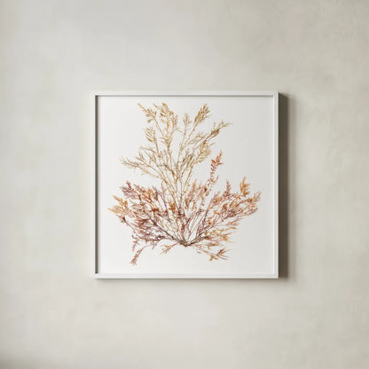 Pacific Sea Mosses XV White Sq by Wild Apple Portfolio. Shown in a crisp white glass frame for a clean and minimalist style. Available as an archival giclee rolled canvas, fine art paper, or poster print. SKU 51615a.