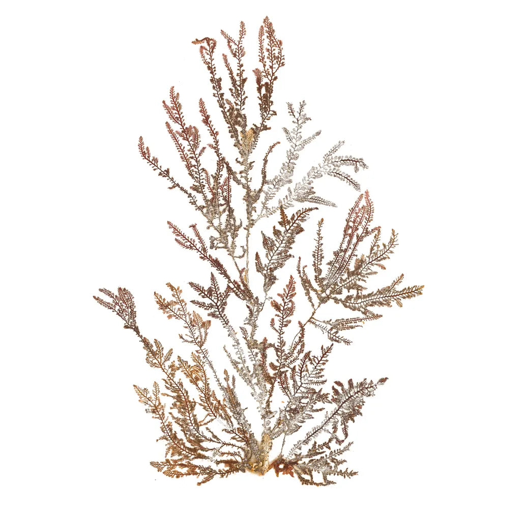 Pacific Sea Mosses XVI White Sq by Wild Apple Portfolio. SKU 51616a. Archival Giclee Fine art print for wall decor.