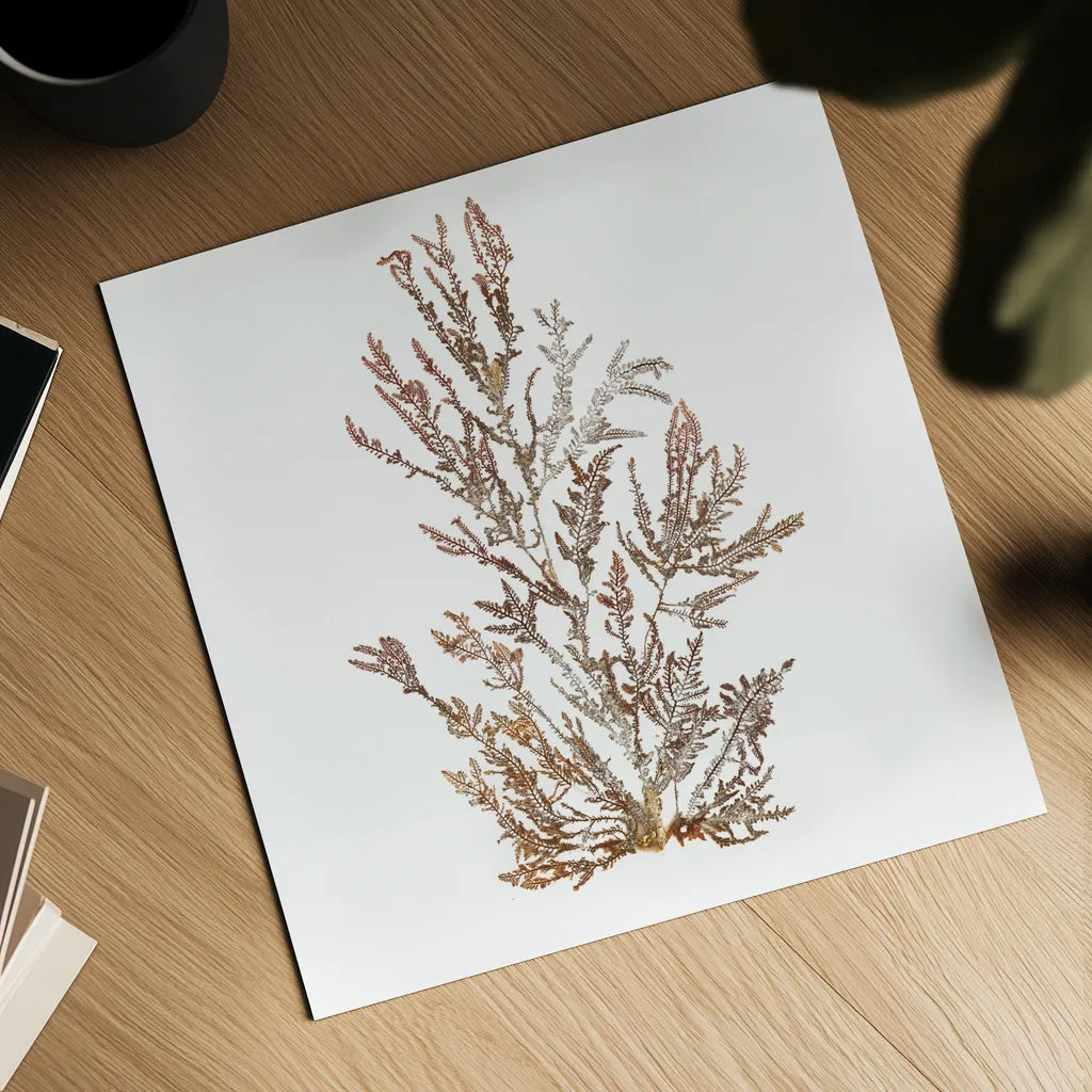 Pacific Sea Mosses XVI White Sq by Wild Apple Portfolio. Shown as a detailed flat fine art print, highlighting archival giclee quality. Available as an archival giclee rolled canvas, fine art paper, or poster print. SKU 51616a.
