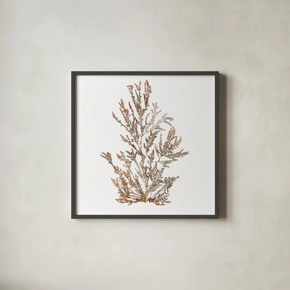 Pacific Sea Mosses XVI White Sq by Wild Apple Portfolio. Shown in a sleek black glass frame for a contemporary gallery look. Available as an archival giclee rolled canvas, fine art paper, or poster print. SKU 51616a.