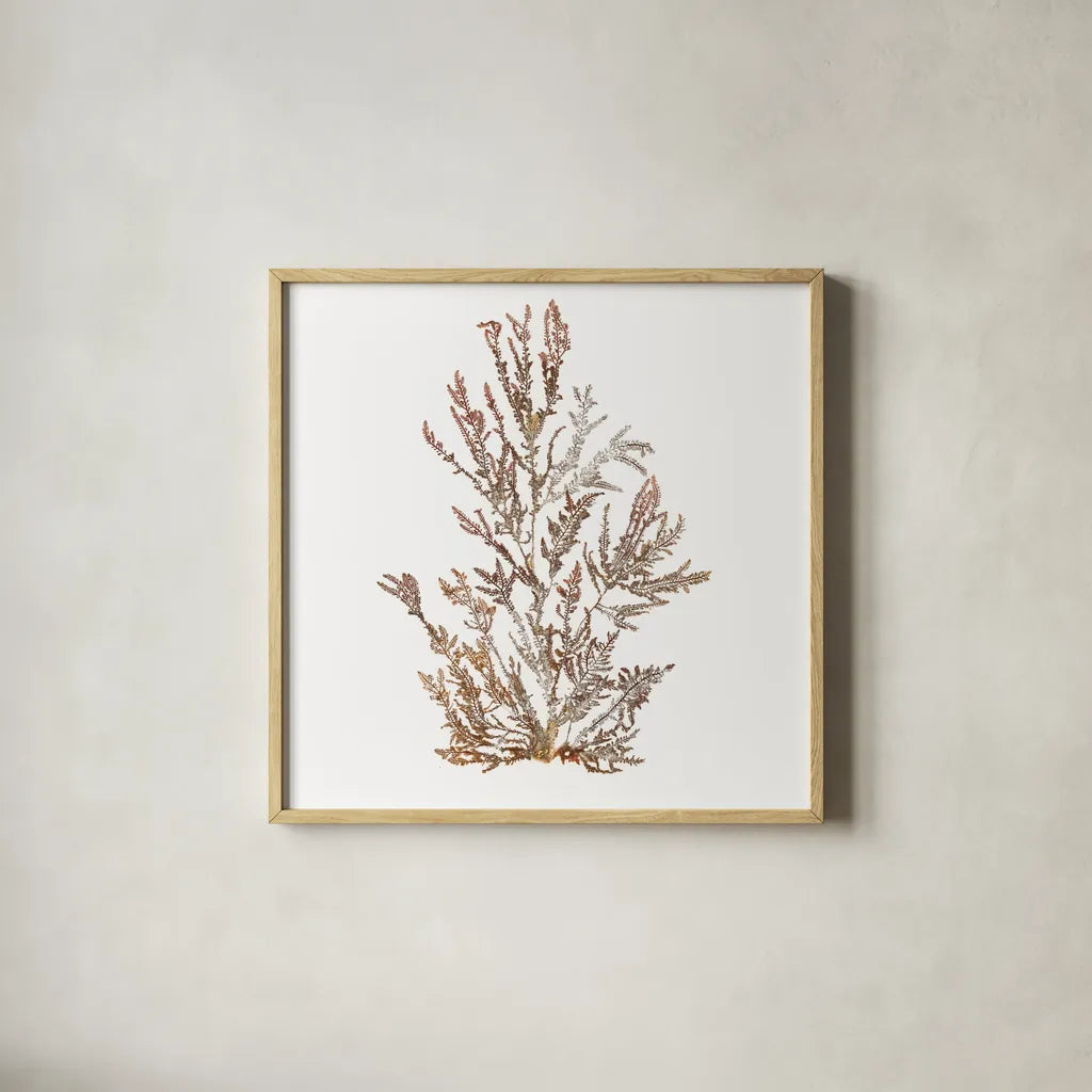Pacific Sea Mosses XVI White Sq by Wild Apple Portfolio. Shown in a natural wood glass frame for a timeless modern aesthetic. Available as an archival giclee rolled canvas, fine art paper, or poster print. SKU 51616a.