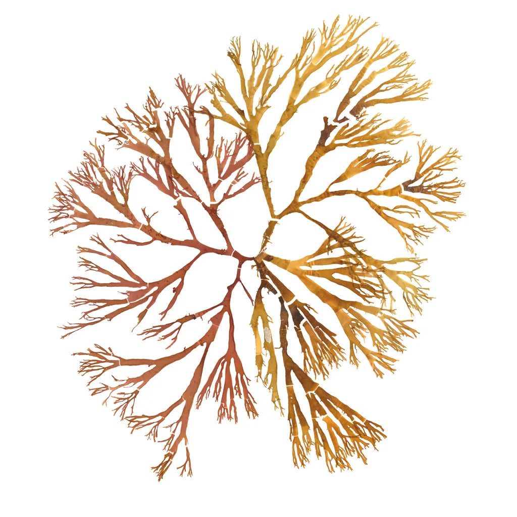 Pacific Sea Mosses XX White Sq by Wild Apple Portfolio. SKU 51618a. Archival Giclee Fine art print for wall decor.