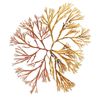 Pacific Sea Mosses XX White Sq by Wild Apple Portfolio. SKU 51618a. Archival Giclee Fine art print for wall decor.