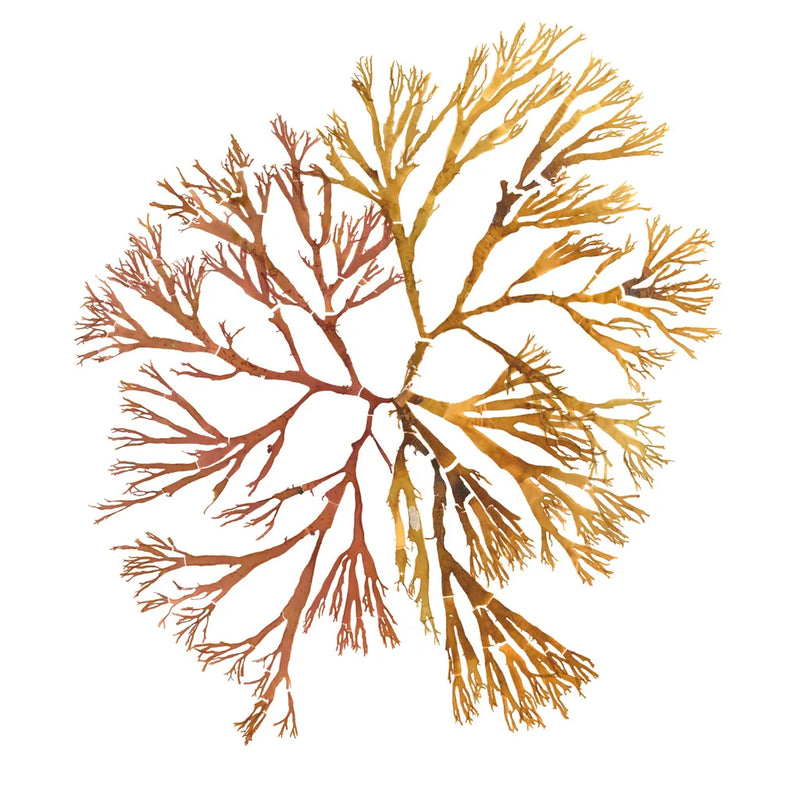 Pacific Sea Mosses XX White Sq by Wild Apple Portfolio. SKU 51618a. Archival Giclee Fine art print for wall decor.