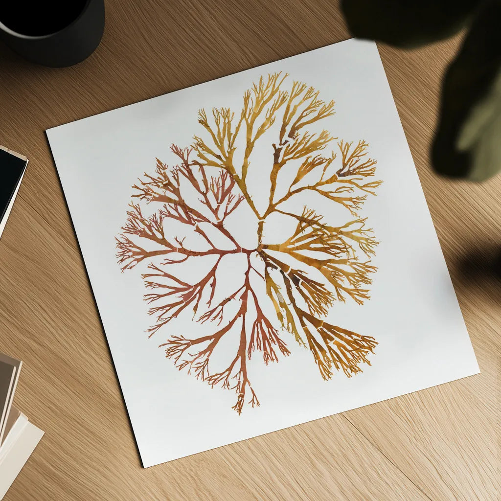 Pacific Sea Mosses XX White Sq by Wild Apple Portfolio. Shown as a detailed flat fine art print, highlighting archival giclee quality. Available as an archival giclee rolled canvas, fine art paper, or poster print. SKU 51618a.