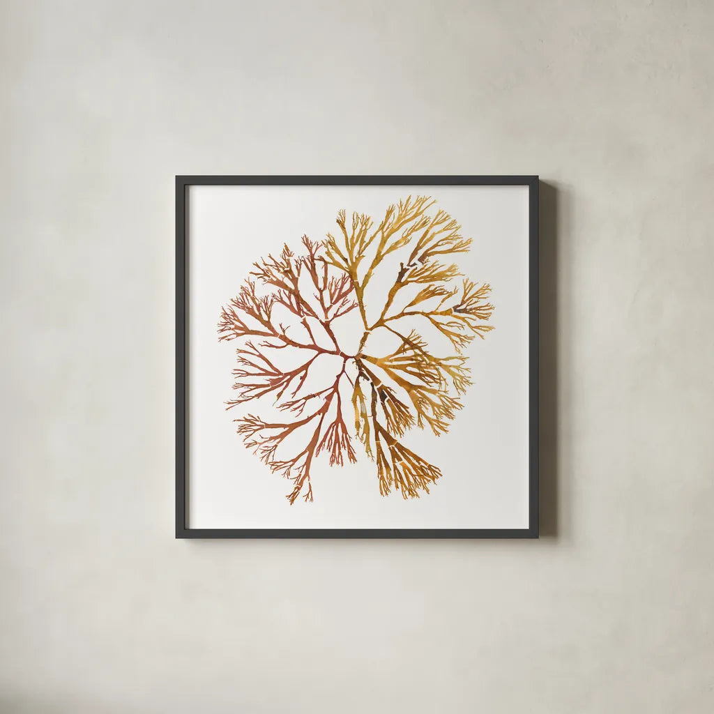 Pacific Sea Mosses XX White Sq by Wild Apple Portfolio. Shown in a sleek black glass frame for a contemporary gallery look. Available as an archival giclee rolled canvas, fine art paper, or poster print. SKU 51618a.